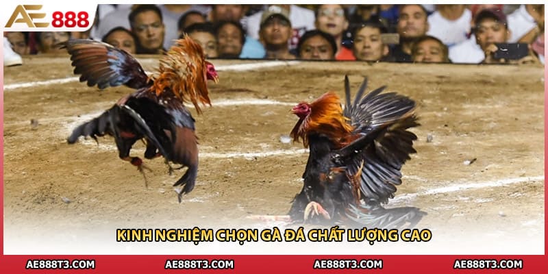 Kinh nghiệm chọn gà đá chất lượng cao